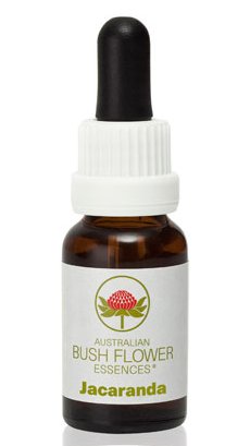 Jacaranda - Australian Bush Flower Essence Stock Bottle Remedy - 15mL