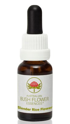 Slender Rice Flower - Australian Bush Flower Essence Stock Bottle Remedy - 15mL